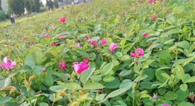 青州爬山虎营养杯苗要多少钱 青州新新花卉苗木繁育基地