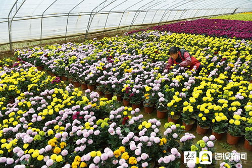 花卉培育产业助村民多渠道 花样 增收致富